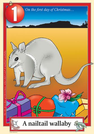 Australian Christmas endangered nailtail wallaby