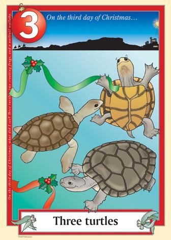 Australian Christmas endangered turtles