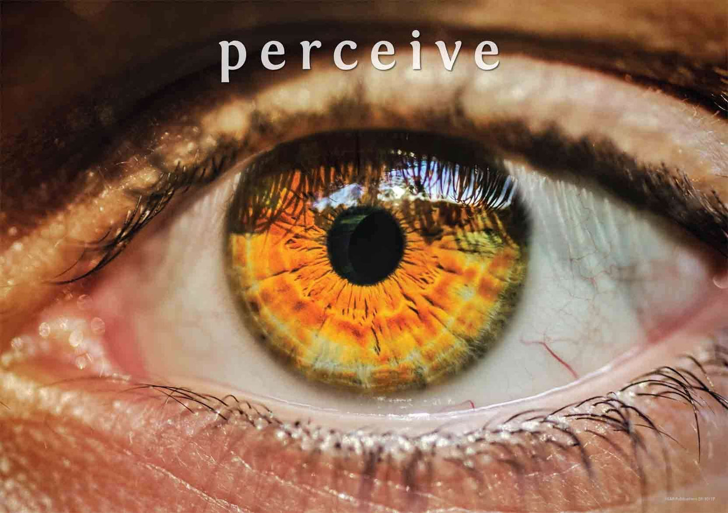 3011P | Light: Photographic Posters